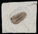 Large Flexicalymene Trilobite From Ohio #17267-2